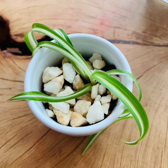 🌱Curly Spider Plant - Picture 2 of 5